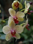 phalaenopsis 4