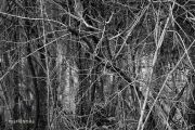 IMG 8594aa