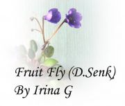 Fruit Fly  