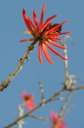 Flame Coral Tree -  .