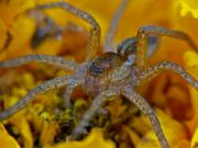 Большой сплавной паук Dolomedes plantarius 