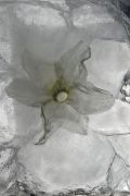  MG 2923