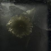  MG 2979