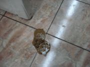 ����� �������� ���� � 1353 �. ������ ����� ��������� �������� ������