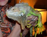 DSC 0331 - �����