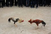 IMG 0622