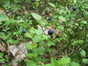 IMG 3306