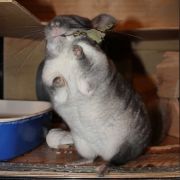 IMG 0421 