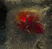  MG 9854