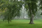 парк, дерево, туман