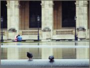 Парижские голуби