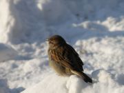 одинокая птица