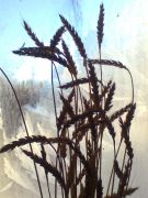 Колосья пшеницы на фоне замороженного окна