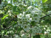 IMG 4219