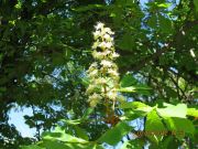 IMG 4238