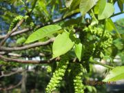 IMG 4241