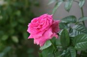 rose 1