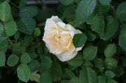 rose 3