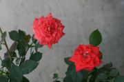 rose 4