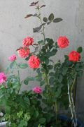 rose 6