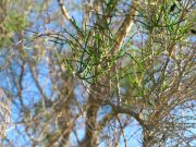 IMG 5355