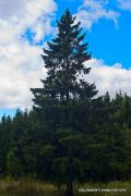 IMG 9927