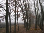 IMG 4917