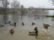IMG 4954