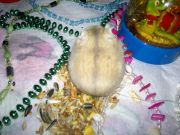 HaMsTeR