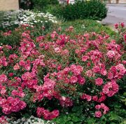 pochvo-pokrovnaja-rosa5
