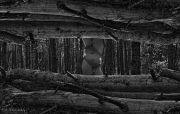 Nature decorative art, a plurality of image.    ,  .
