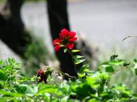 IMG 4616  - - 2008