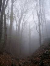 В тумане на Чатырдаге