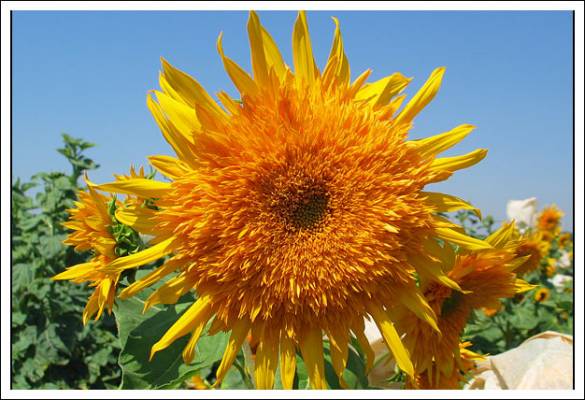 ����� ��������