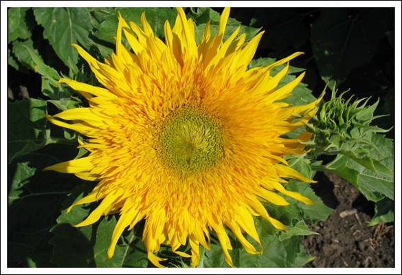 ������ ��������