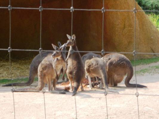 Basel Zoo