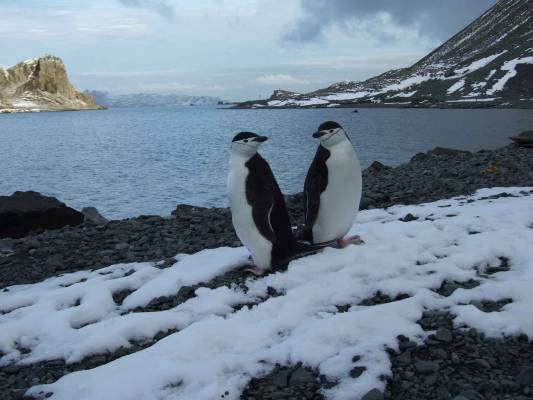 ��� ��������