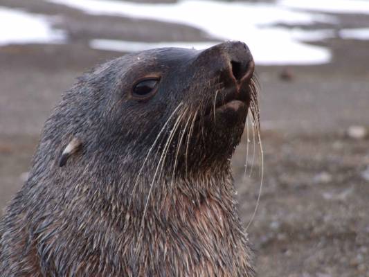 ������� ��������