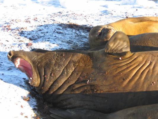 ��� �����