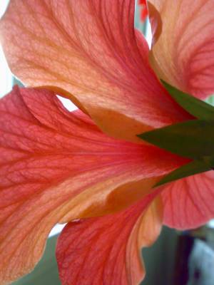 Fiji Orange