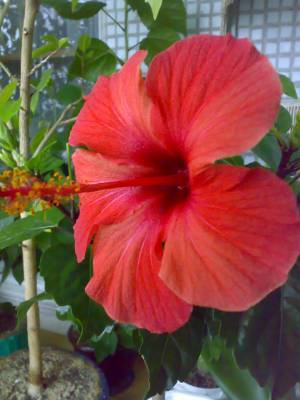 Fiji Orange