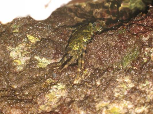 ������ ��������....