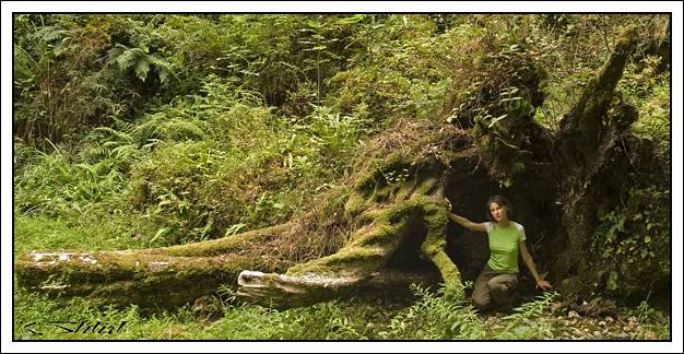 ��� ����