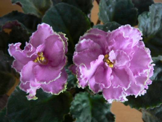 ���� ���������