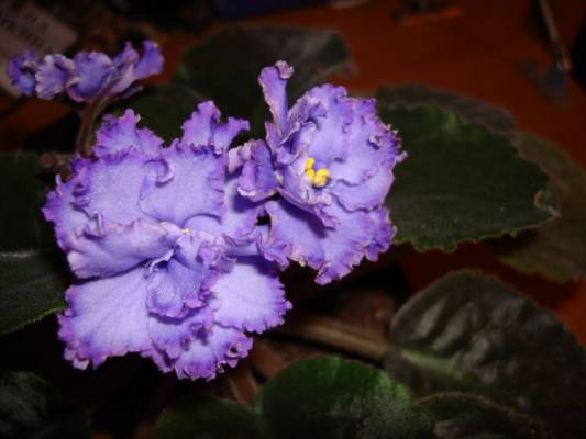 ������� ������