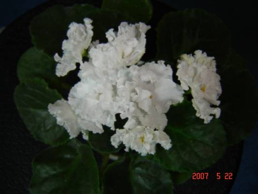 ����� �������