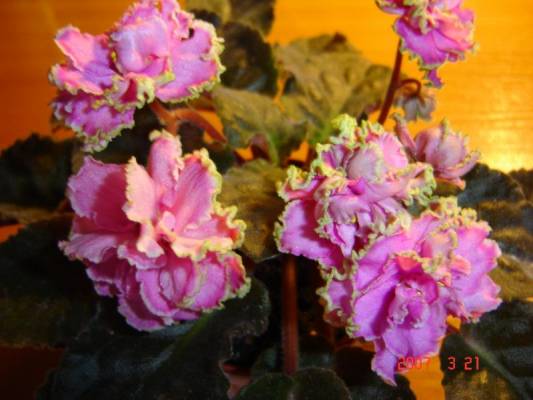 ��������