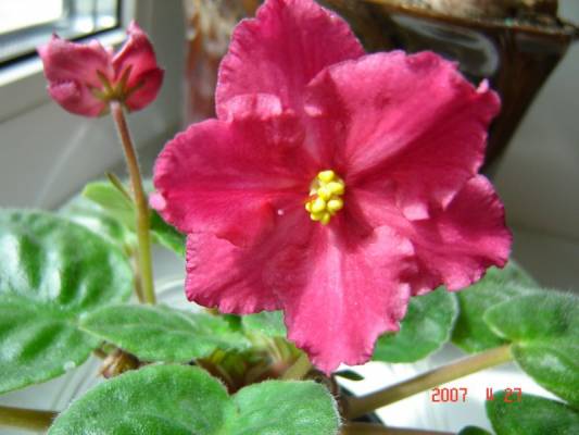 ������ ������