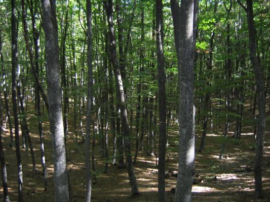 �������� ��� (�������)