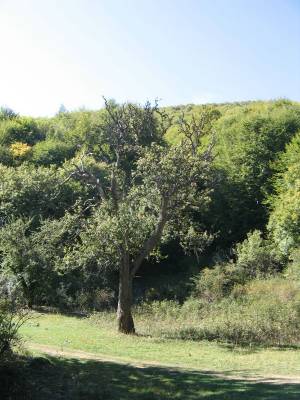 ������� ������